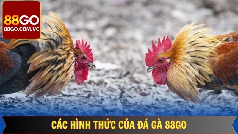 Đá Gà 88GO - Cập Nhật Liên Tục Các Trận Gà Nảy Lửa  2 Đá gà 88GO mang đến đa dạng hình thức thi đấu