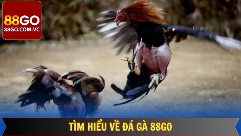 Đá Gà 88GO - Cập Nhật Liên Tục Các Trận Gà Nảy Lửa  1 Thông tin sơ lược về sảnh đá gà tại 88GO