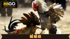 Đá Gà C3 - Trải Nghiệm Kê Trường Đẳng Cấp Tại GO88 17 Đá Gà C3 - Trải Nghiệm Kê Trường Đẳng Cấp Tại GO88