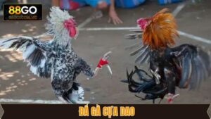 Đá Gà Cựa Dao - Mãn Nhãn Với Những Trận Đấu Nảy Lửa Tại 88GO 8 Đá Gà Cựa Dao - Mãn Nhãn Với Những Trận Đấu Nảy Lửa Tại 88GO