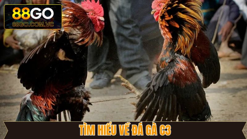 Đá Gà C3 - Trải Nghiệm Kê Trường Đẳng Cấp Tại GO88 2 Đá gà C3 nổi bật tại nhà cái GO88